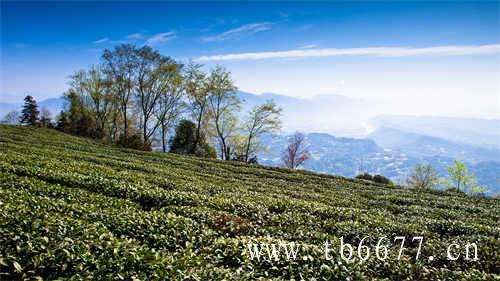 这几款茶饮你喝过吗