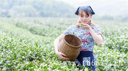 福鼎野生白牡丹茶饼