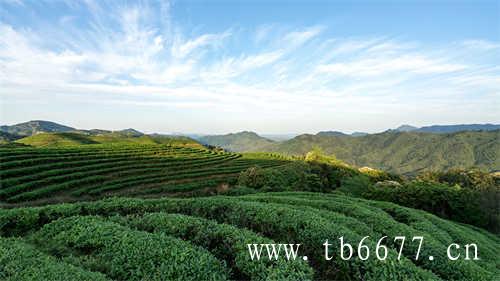 小米月饼 月饼 月饼 茶