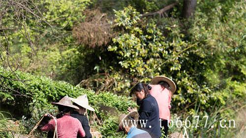 中国小白茶水仙茶发源地建阳