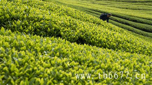 泰宁三茶茶茶独特茶茶有味