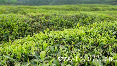 冷泡茶一口消除所有烦恼