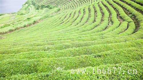 浓香型乌龙茶的市场潜力