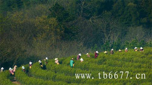 徐家野生白茶高山基地