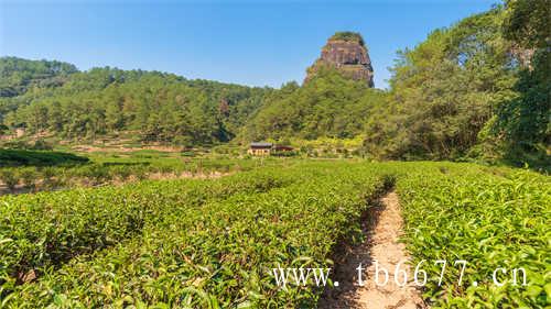 寿眉茶汤怎么泡