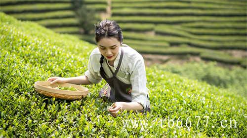 中国十大乌龙茶排行榜