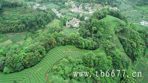 红茶的发源地在中国武夷山