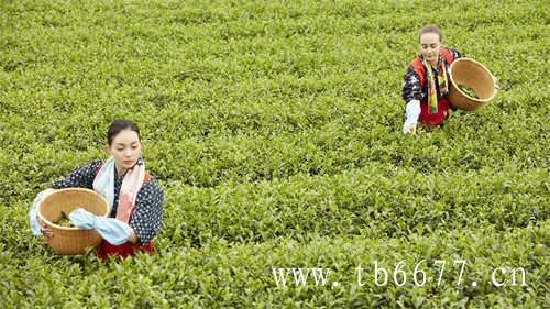 梅雨季节如何保存白茶