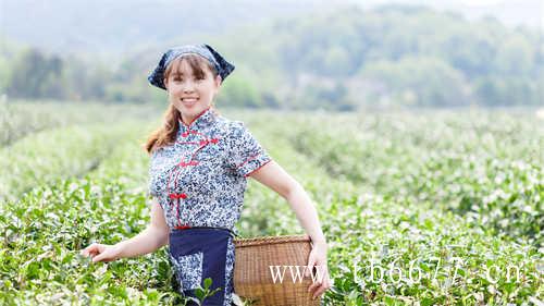 文山包种茶台湾两大名茶