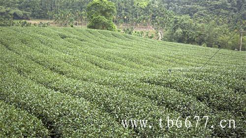 喝茶就来大豫仓