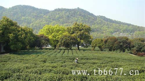 东方树叶代糖茶饮料