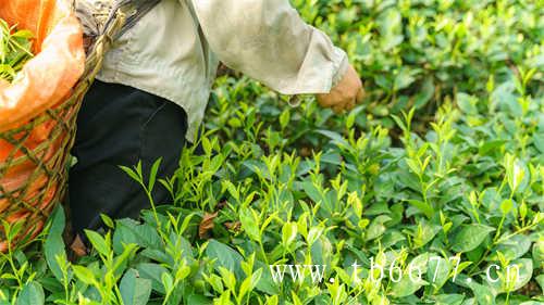 寿眉白茶价格一般多少