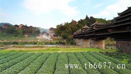 乌龙茶冲泡方法