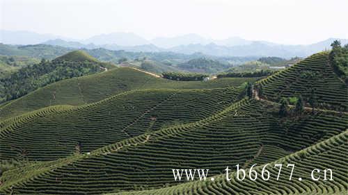 福鼎老寿眉茶