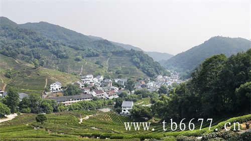 徐家野生白茶高山基地