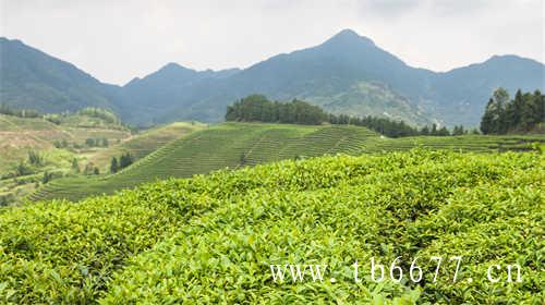 冬季适饮茶类中的黑茶