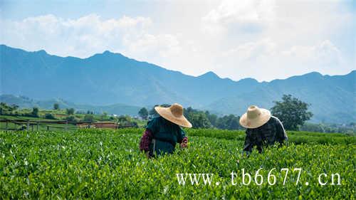 福建白茶白牡丹茶饼