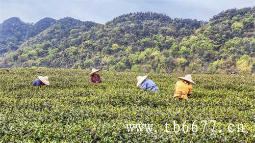 你喜欢喝乌龙茶吗