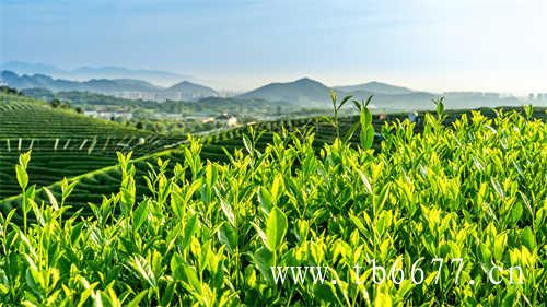 酒后千万不要喝浓茶