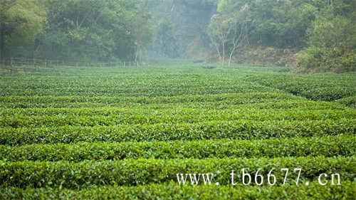 福鼎寿眉白茶多少钱