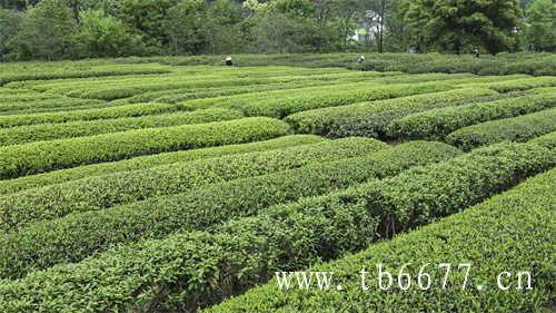 寿眉白茶定价