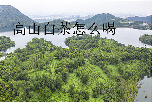 高山白茶怎么喝