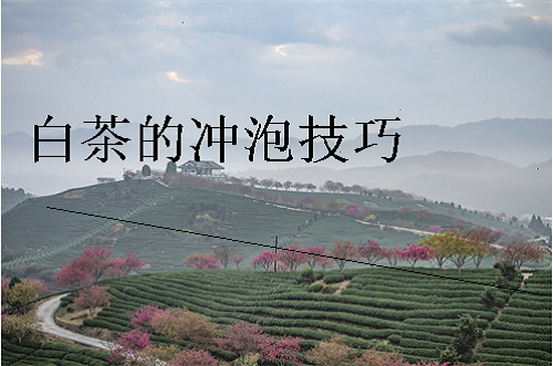 白茶的冲泡技巧,如何品鉴福鼎白茶成为广大茶客,高山白茶怎么喝