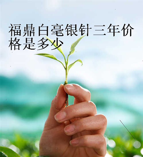 福鼎白毫银针三年价格是多少