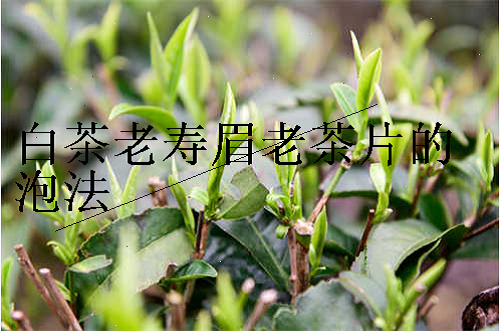 白茶老寿眉老茶片的泡法