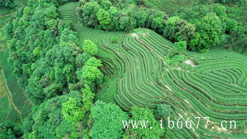 太姥洋村以牛迎客茶香飘散